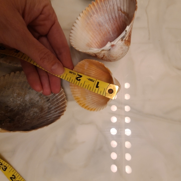 Lot of 10 Atlantic Giant Cockle Shells Dinocardium Vobustum Nautical Seashells - Picture 5 of 8